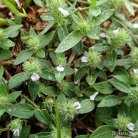 Rostellularia procumbens (L.) Nees